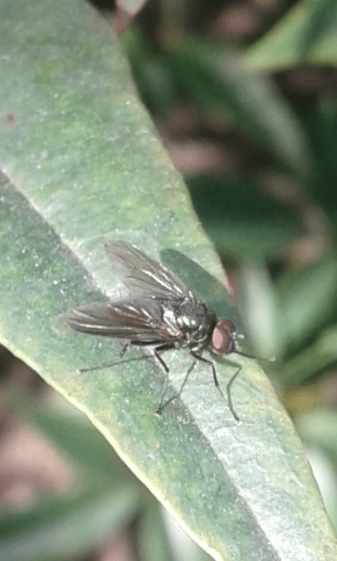 Muscidae : Hebecnema sp.? ... Muscidae sp.